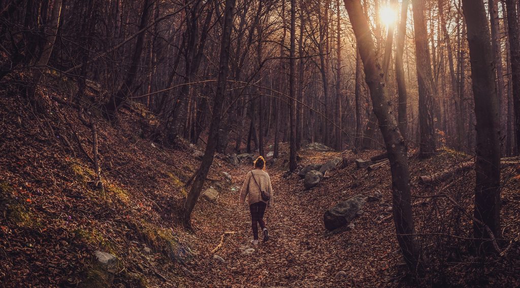 Walk in the forest